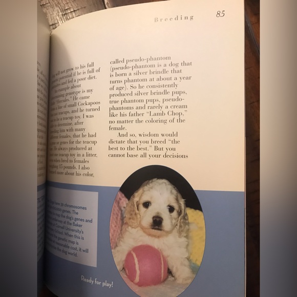 Cockapoo book - Picture 5 of 5
